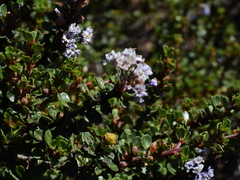 Ceanothus rigidus