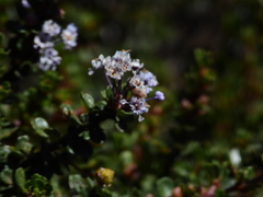 Ceanothus rigidus