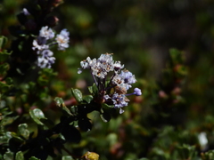 Ceanothus rigidus