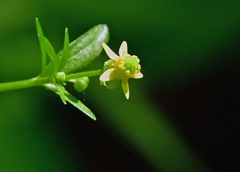 Ranunculus pensylvanicus