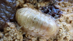 Ischnochiton variegatus