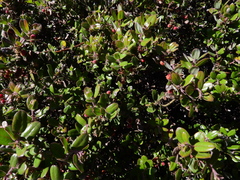 Arctostaphylos pumila