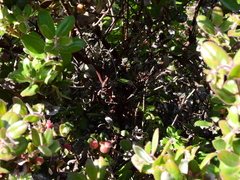Arctostaphylos pumila