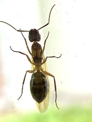 Camponotus inaequalis