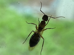 Camponotus inaequalis