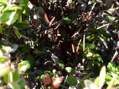 Arctostaphylos pumila