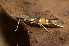Cosmopterix scribaiella