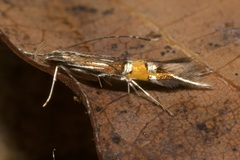 Cosmopterix scribaiella