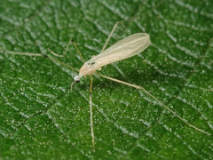 Cheilotrichia imbuta