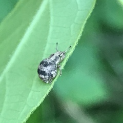 Pseudocneorhinus bifasciatus