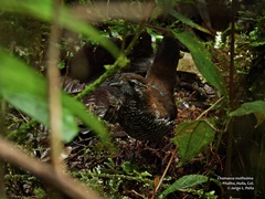 Barred Antthrush photo 1