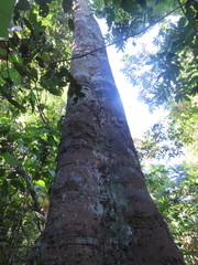 Tachigali paniculata