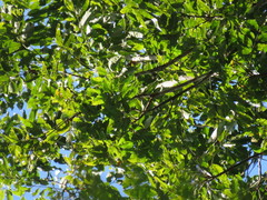 Tachigali paniculata