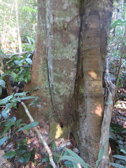 Tachigali paniculata