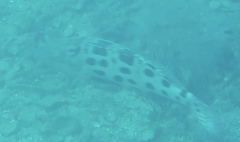 Epinephelus tukula