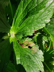 Phytomyza astrantiae