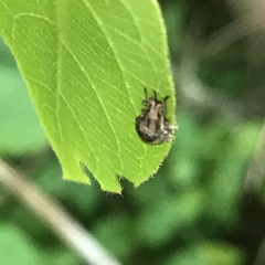 Pseudocneorhinus bifasciatus