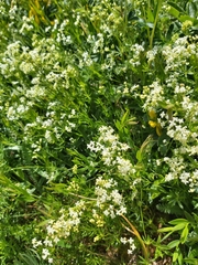 Galium anisophyllon