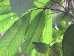Duguetia
