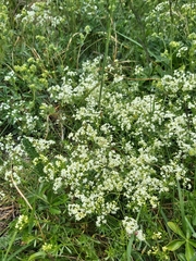 Galium anisophyllon