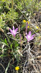 Brodiaea sierrae