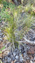 Carex xerophila