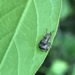 Pseudocneorhinus bifasciatus