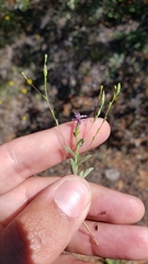 Lessingia nemaclada