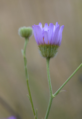 Erigeron filifolius