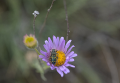 Erigeron filifolius