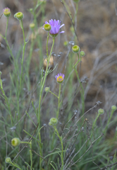 Erigeron filifolius