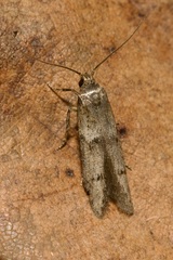 Blastobasis pannonica