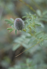 Dalea ornata