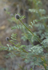 Dalea ornata