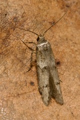 Blastobasis pannonica