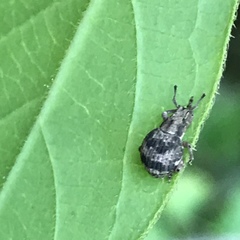 Pseudocneorhinus bifasciatus