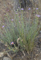 Erigeron filifolius