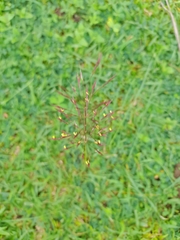 Chrysopogon