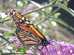 Danaus plexippus