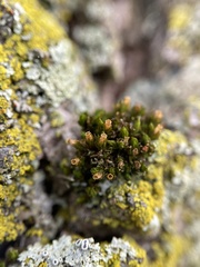 Orthotrichum ohioense