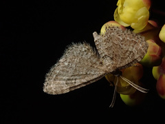 Gymnoscelis rufifasciata