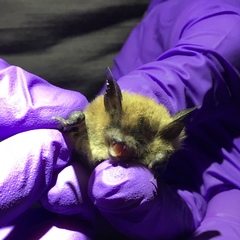 Myotis thysanodes