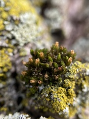 Orthotrichum ohioense