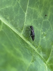 Agrilus obsoletoguttatus