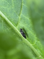 Agrilus obsoletoguttatus