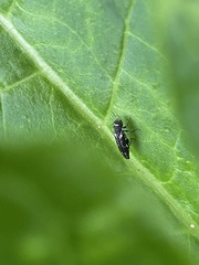 Agrilus obsoletoguttatus