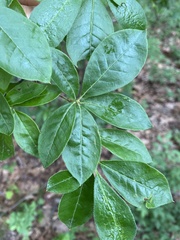 Rhododendron calendulaceum