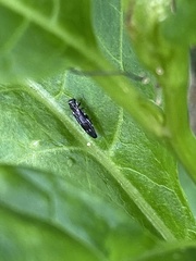 Agrilus obsoletoguttatus
