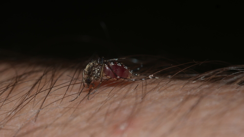 Black Saltmarsh Mosquito photo 3