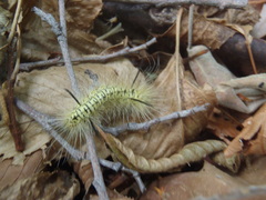 Lophocampa mixta